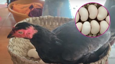 'Cashew-Shaped Eggs' Makes This Hen Talk of The Town, Watch Viral Video From Karnataka